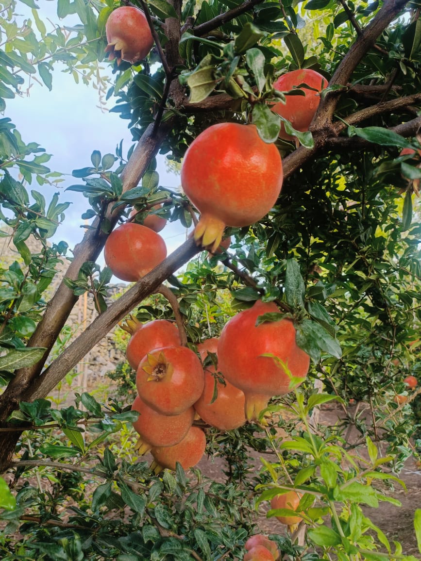 Farmer Plot Visit